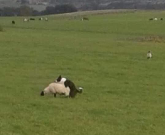 realkarlbeattie's tweet photo. When a sheep dog loves it job a bit too much! #Wednesday #WednesdayWisdom #WednesdayThoughts #WednesdayMotivation https://t.co/8J84bXYw8B