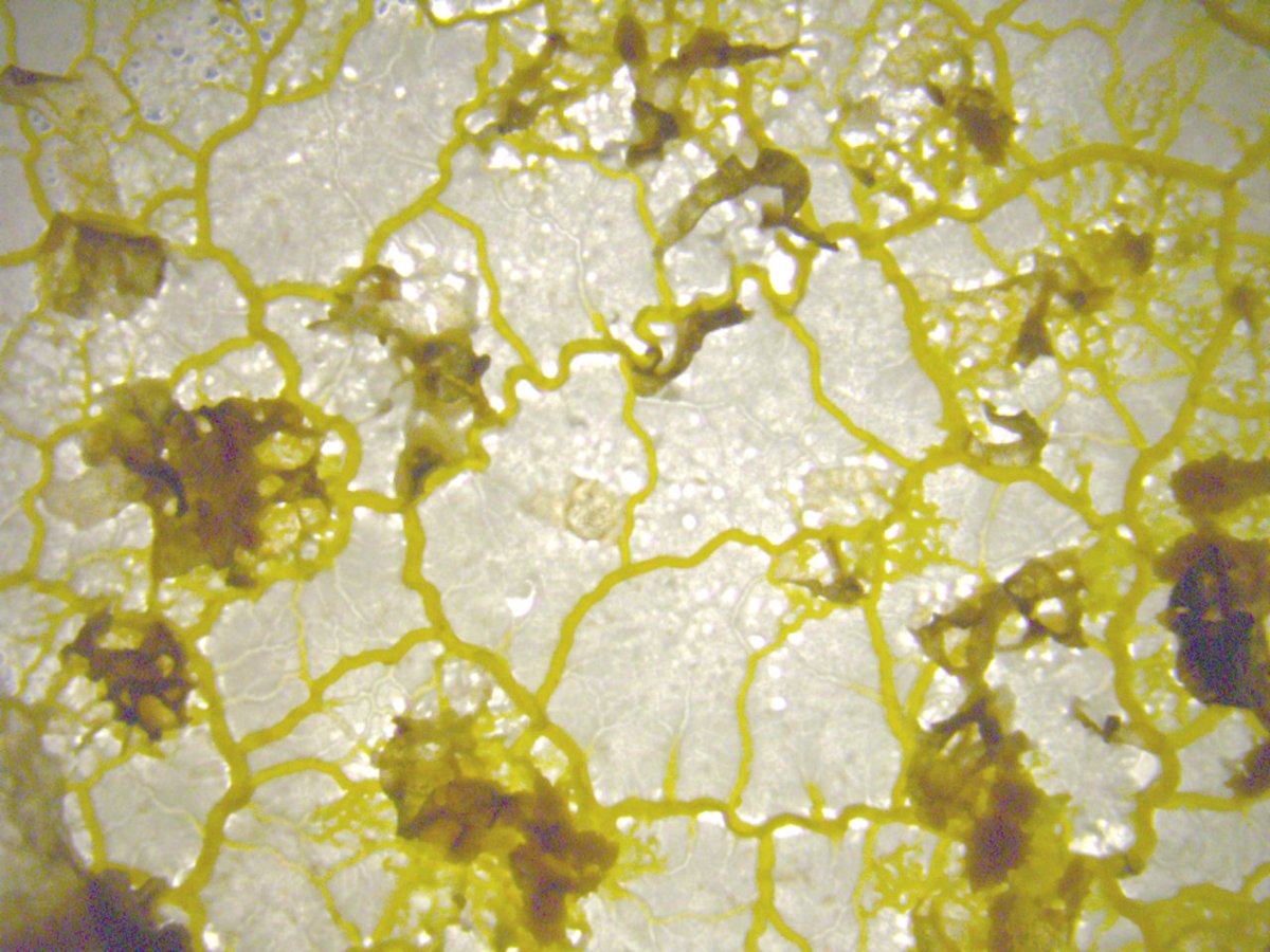 Oskar Staufer tweet media