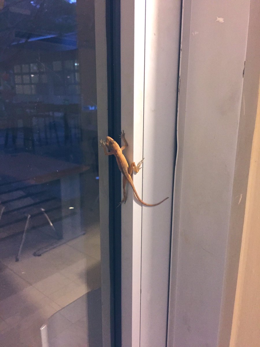 mattsnow9's tweet photo. Little, friendly visitor to greet me at my classroom door today. https://t.co/SIAOPjAXIO