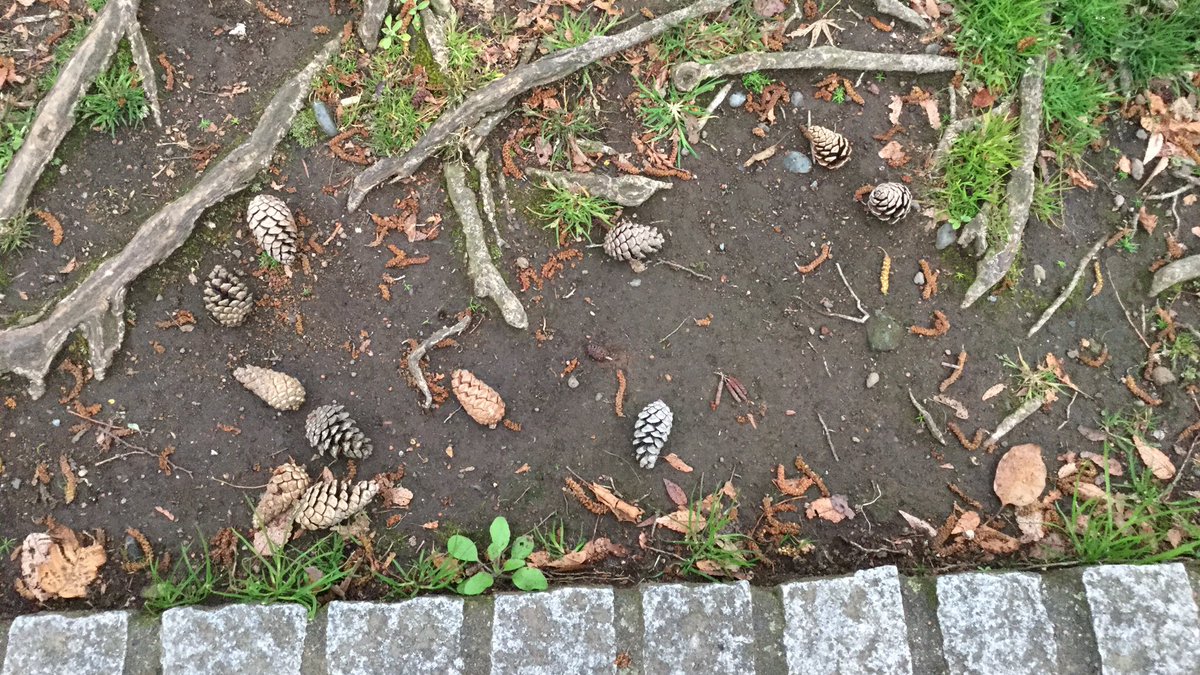 公園に、松ぼっくりの密度高めなゾーンがあった。だれかが集めて遊んだのかしらん 