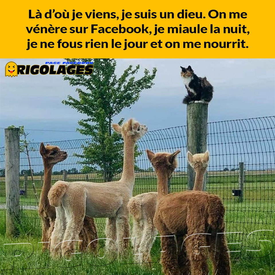 Rigolages Humour Rigolages Chat Dieu T Co Lvgyhufu5g Twitter