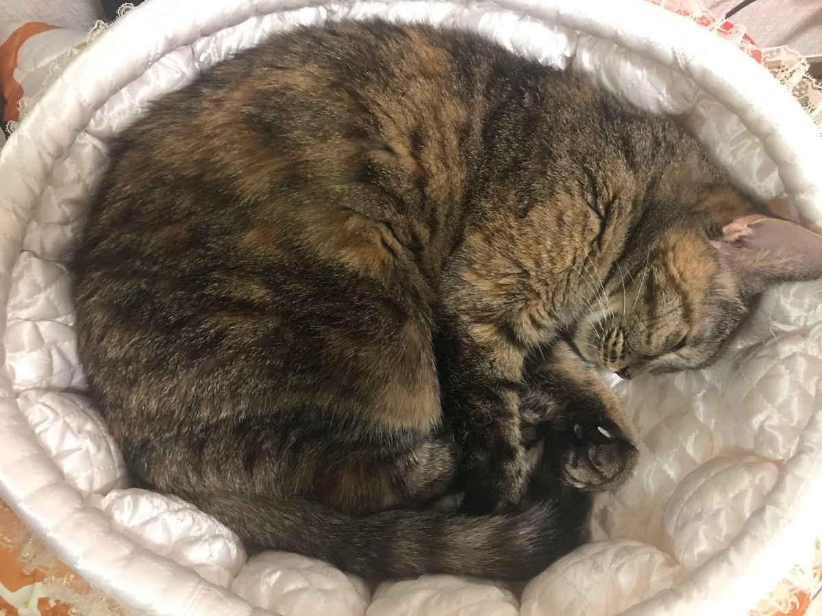 めちゃではなくてむちゃでした。猫保護施設の漫画です。読んだ人はアンケートもよろしくね。 