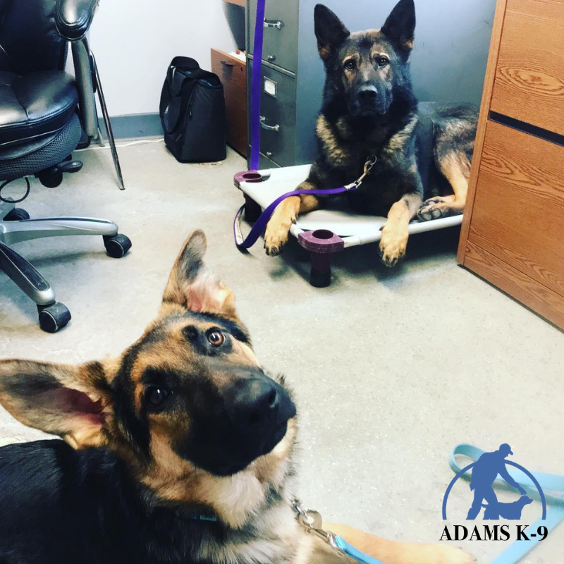 AdamsK9LLC's tweet photo. Do your homework when choosing an alert dog, there are a lot of fraudsters out there.

Training Diabetes Alert Dogs; Life Saver or Fraud? | Adams K-9 Dog Training &amp; Kennel https://t.co/NfQZnDILKO https://t.co/3qE1Fv0WWe
