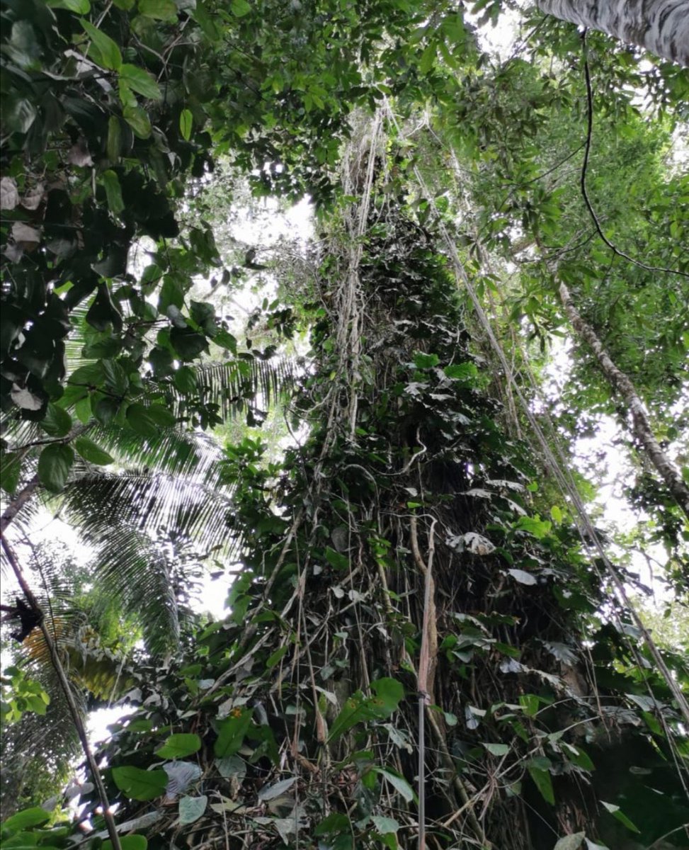 #ROMA #CclimaticoCoica 38 Millones de Km2 de territorios que poseen los pueblos indígenas a Nivel Mundial, 7.5 Millones de Km2 corresponden al Bioma Amazónico, conservando el 20% del agua dulce, siendo uno de los más importantes del 🌏 #AmazoniaVivaHumanidadSegura #CBDRoma