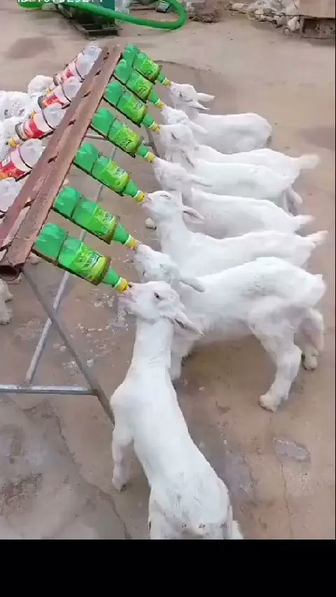 ZohaibSukhera4's tweet photo. The Latest💥 Trending✨ and Hottest🔥 video! Watch it to catch up with the current trends!🤣🤣#Likee  #LIKEEap https://t.co/QxMMLOidl8 https://t.co/6vEJD83Zxd