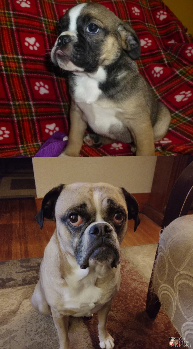 Penny Mini Bulldog tweet media