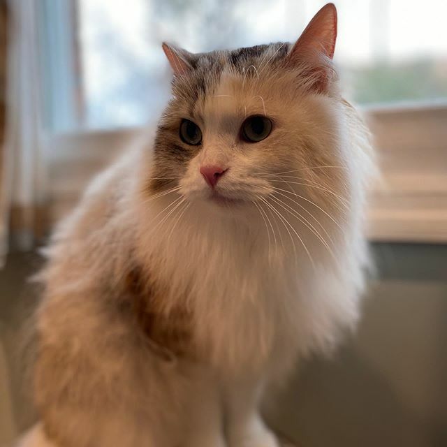 CHSHarborVet's tweet photo. 😻 https://t.co/g01DOXiFgV https://t.co/rzayTOaXxX
