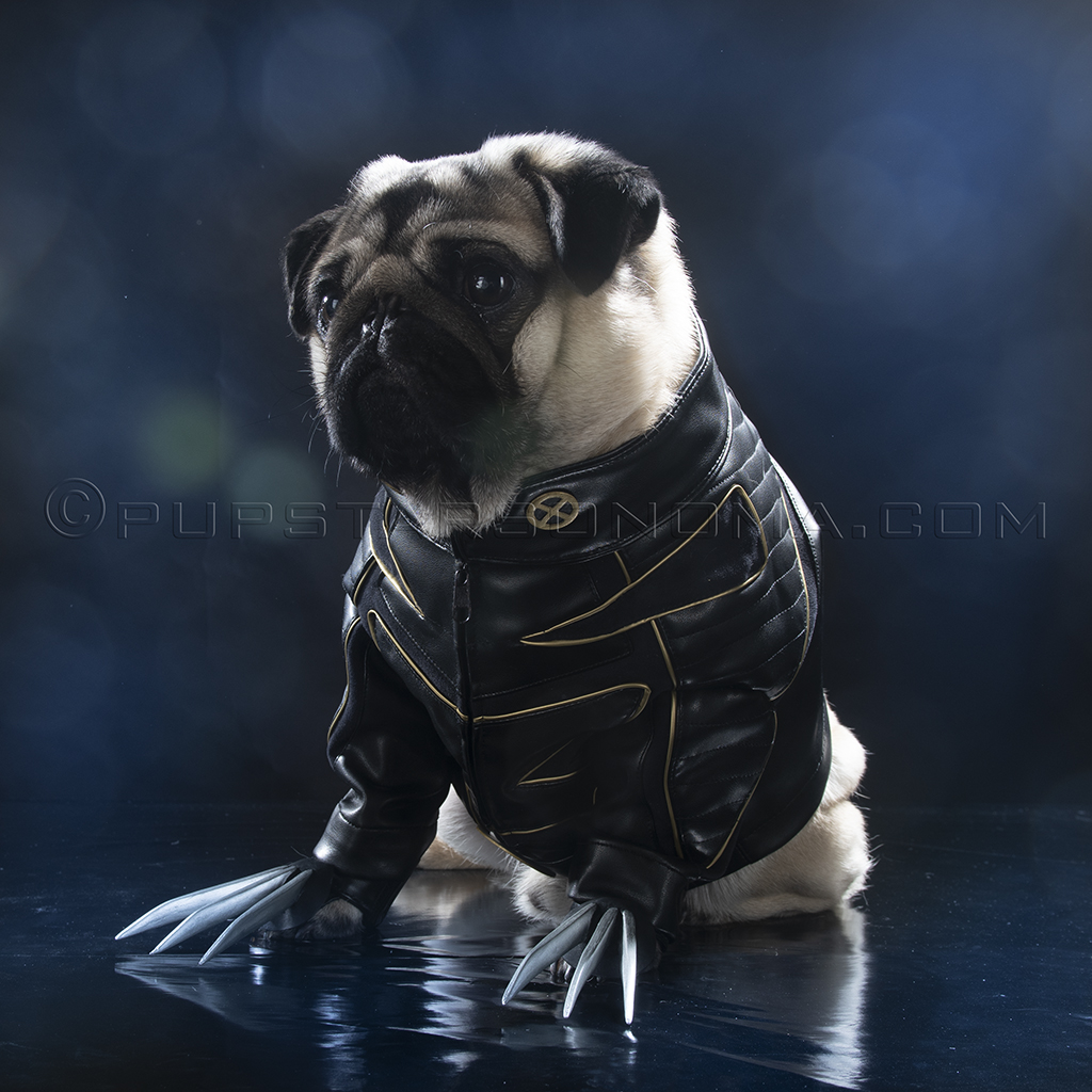 pug leather jacket