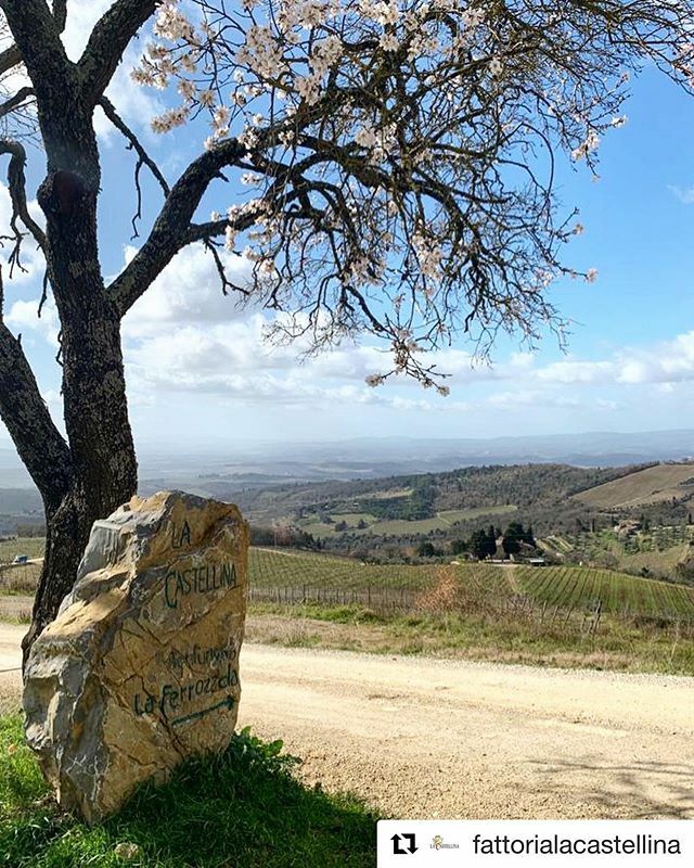 VitCastellina's tweet photo. 📸 @fattorialacastellina
・・・
Goodmorning from our vineyards, it seems like already spring here in #castellinainchianti
.
.
.
.
.
.
.
.
.
#castellina #lacastellina #fattorialacastellina #vineyards #vigneti #chianti #chiantigram #chianticlassico #winery… https://t.co/C7KYMmDWSf https://t.co/jTujftZYc0