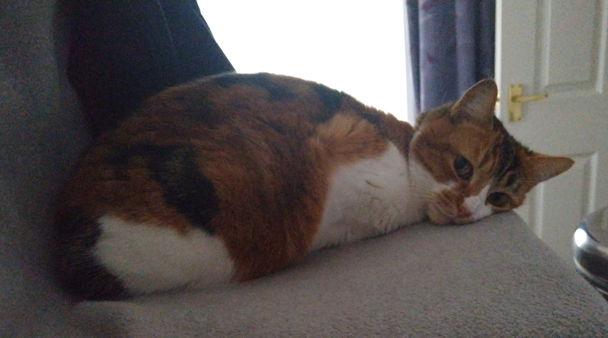 Emma Creasey on X: "@SequinSte Would a cat with no legs help? (Seriously, I  don't know where she's put them. She looks like a fuzzy little potato.)  https://t.co/yXrO4xehrH" / X