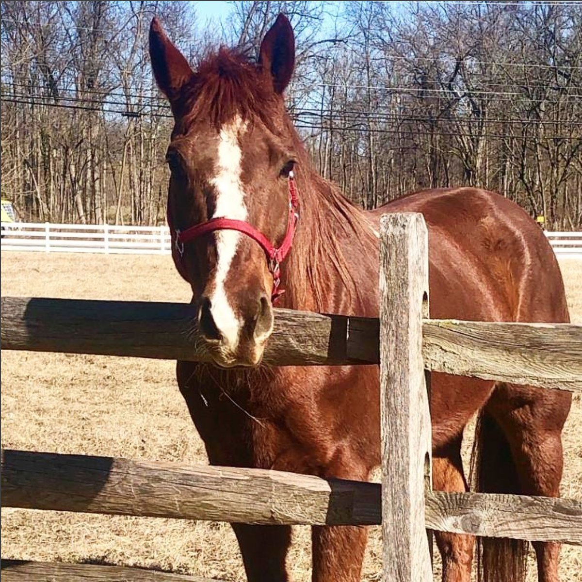 IronstoneRanch's tweet photo. Happy 15th birthday to our newest trail horse Dallas!
It’s that time of the year, we are now scheduling trail rides starting Saturday, March 21st.

For more information, call 717-413-2660 or visit our website at: https://t.co/58NzZdKm5z. https://t.co/a9f5s1a337