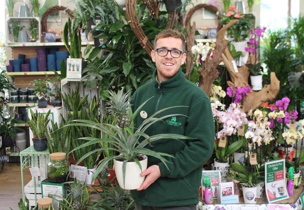 2019 was the year of the #houseplant, according to the @GC_Association  
insightdiy.co.uk/news/gca-2019-… #gardencentre #horticulture #plants #retail #gardencentreretail