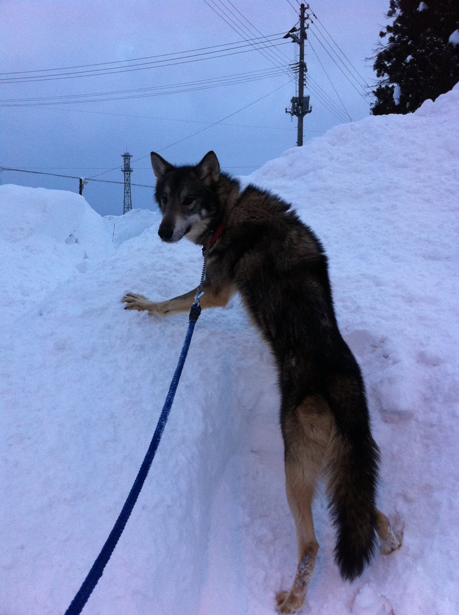 本日の狼犬 Twitter Search