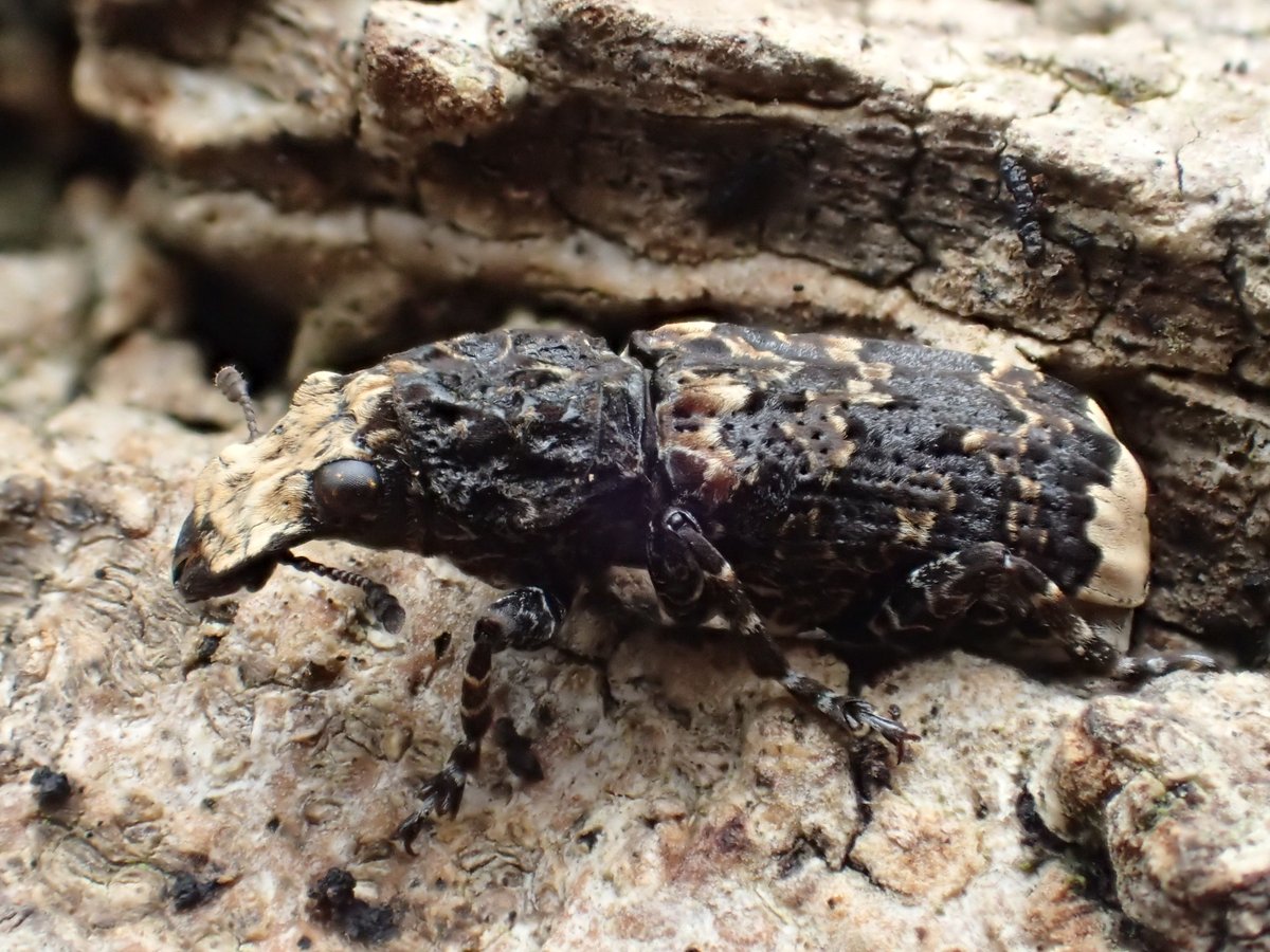 graemelyons's tweet image. #speciesaday no. 117 Platyrhinus resinosus. Feeds on King Alfred's Cakes. Which it kind of looks like on the top, or a bit of bird-dropping mimic. On the underside, it's an even more convincing bird dropping mimic. It's really uncommon in Sussex @SussexWildlife @WeevilRS
