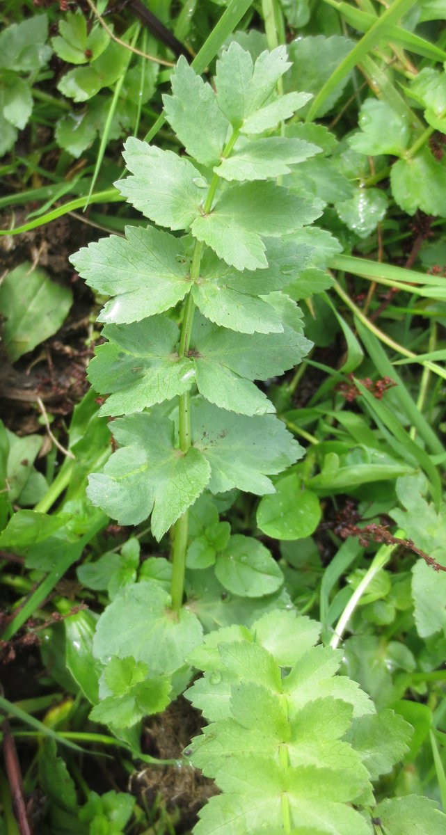 The latest issue of #BritishandIrishBotany has just been published! 
Find out more about the articles &amp; authors here on our News blog: bit.ly/2TgQBG7
The journal is free, Open Access &amp; you can view or download all 7 articles right now, right here: britishandirishbotany.org/index.php/bib