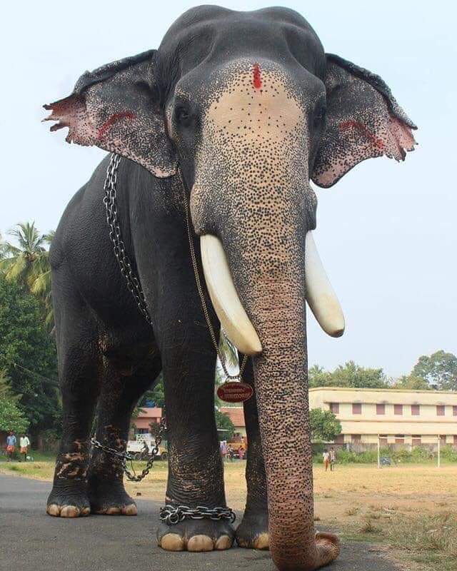 Kerala elephant, festivals, india, animal, animals, HD phone wallpaper |  Peakpx