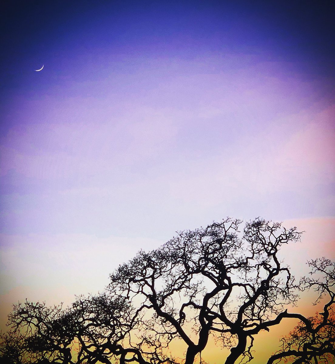 Crescent moon and tree pattern distractions while stopped at a light in Kentfield, CA... Always look up.