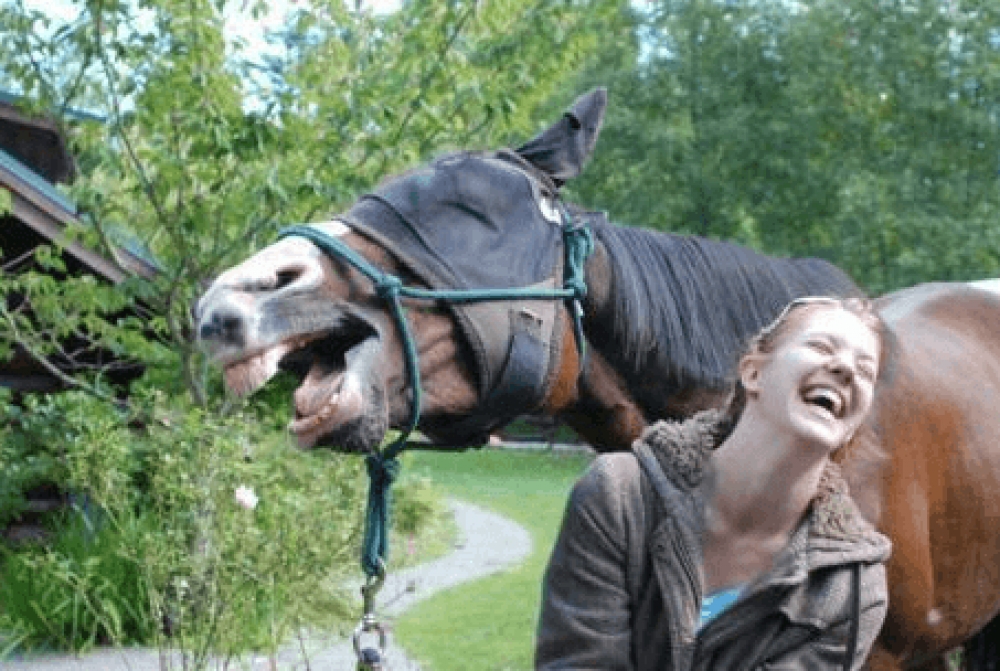 flipoxa's tweet photo. How pretty is that?
--
#Horse #Workinganimal #Bridle #Snout #Packanimal #Organism #Mane #Stallion #Grass #Horsetack https://t.co/INIjhbv94a