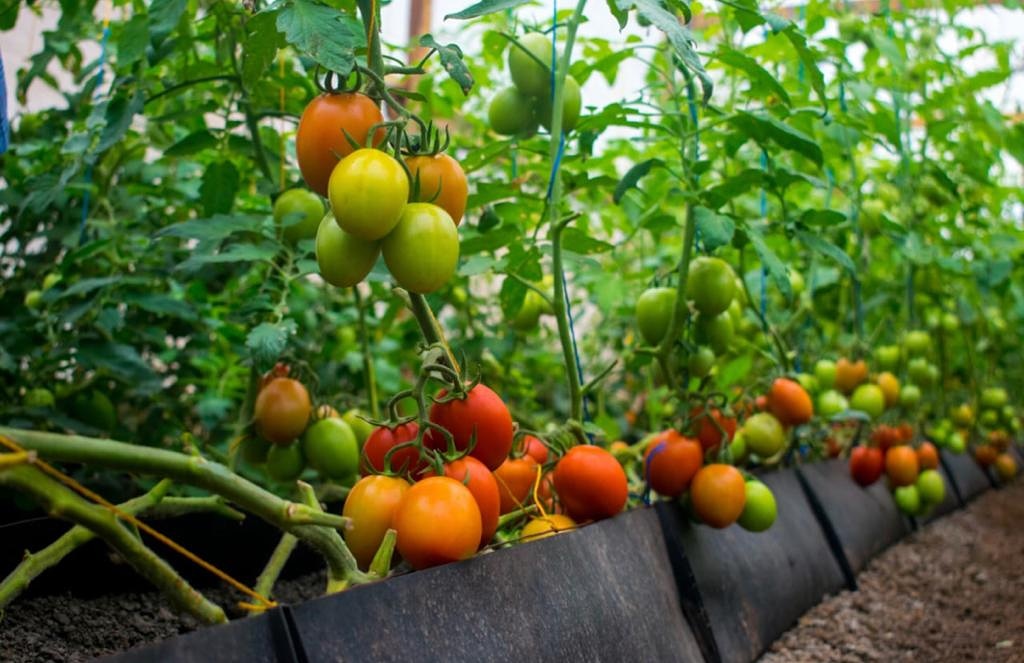 abiorganickits's tweet photo. There are different varieties of tomato seeds, open field and greenhouse. Whatever your preference is we have it for you. Just let us lead you to grow it organically! #GoOrganic #organicstyle #organicway #healthychoices #organicproduce #organicfarming #organicmagic #organically https://t.co/QIiG9UEArQ