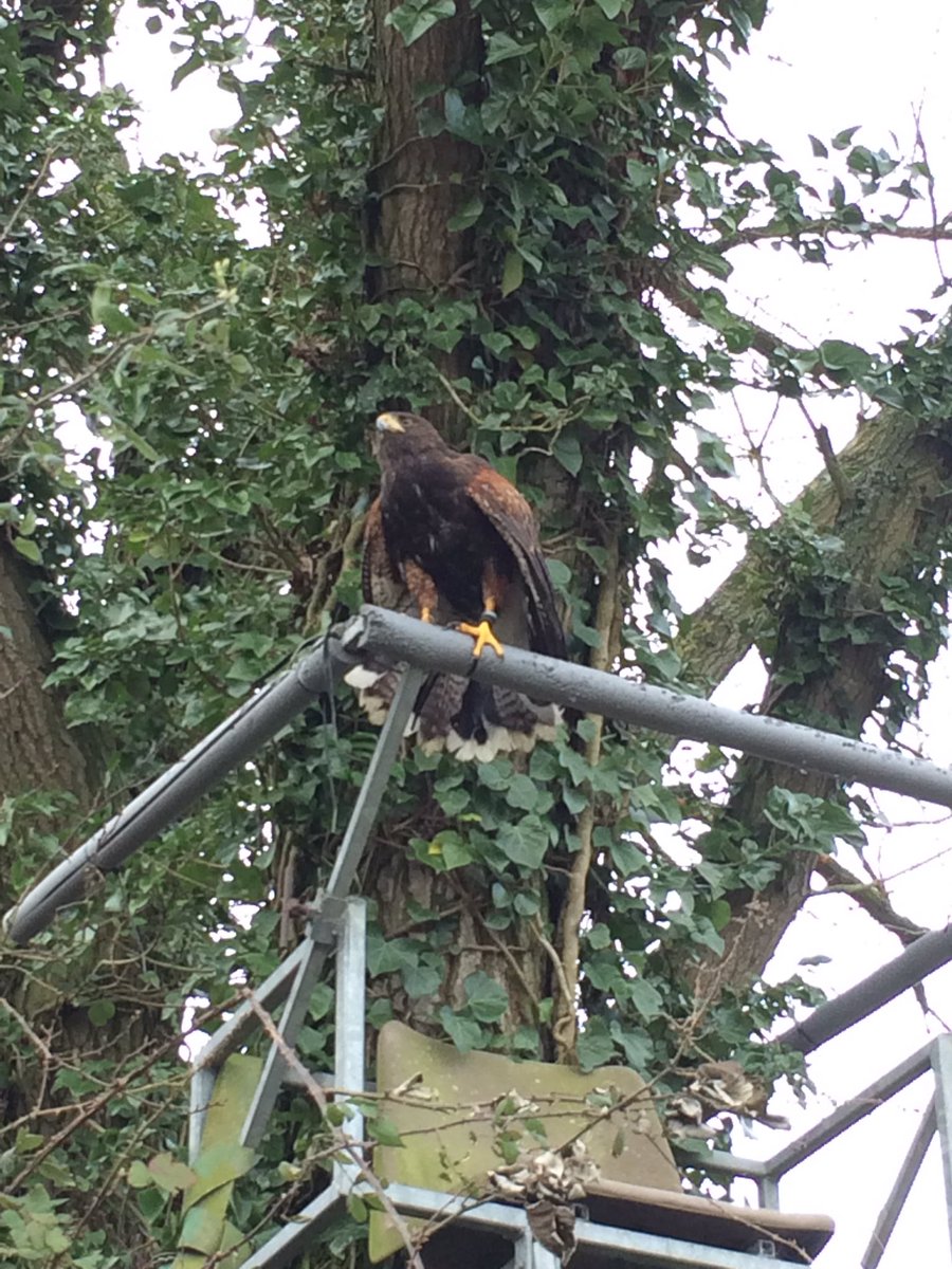 birdsandbeyond's tweet photo. Finally got out and about after all this horrid weather. https://t.co/0suhwVBKP3