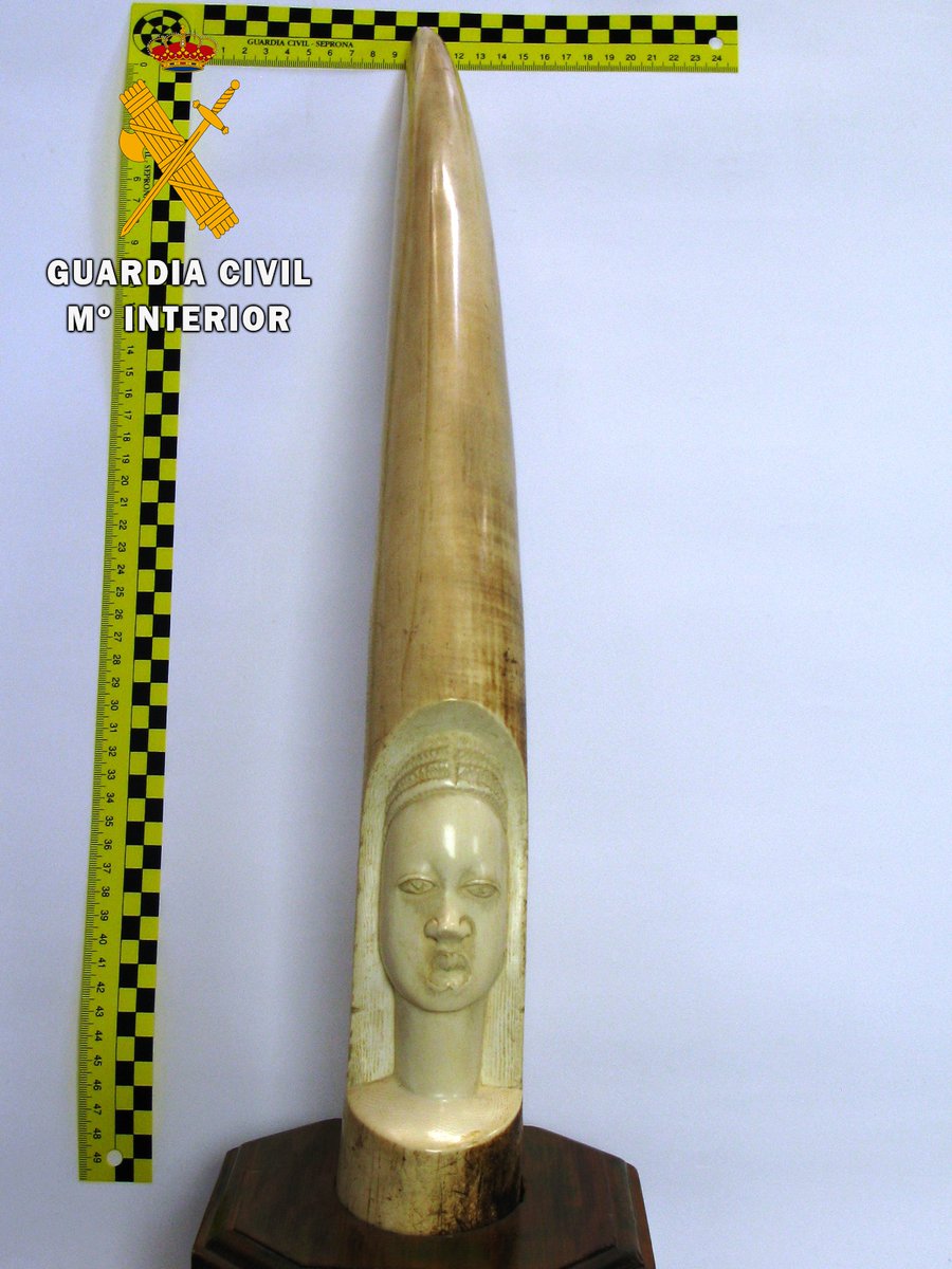 Investigadas dos personas en #Toledo por la venta ilícita de un colmillo de elefante africano: delito relativo a la Protección de la #Flora y #Fauna. Un anuncio en Internet dónde se ofrecía la venta del marfil propiciaba las investigaciones de la <a href="/guardiacivil/">Guardia Civil</a> #Seprona