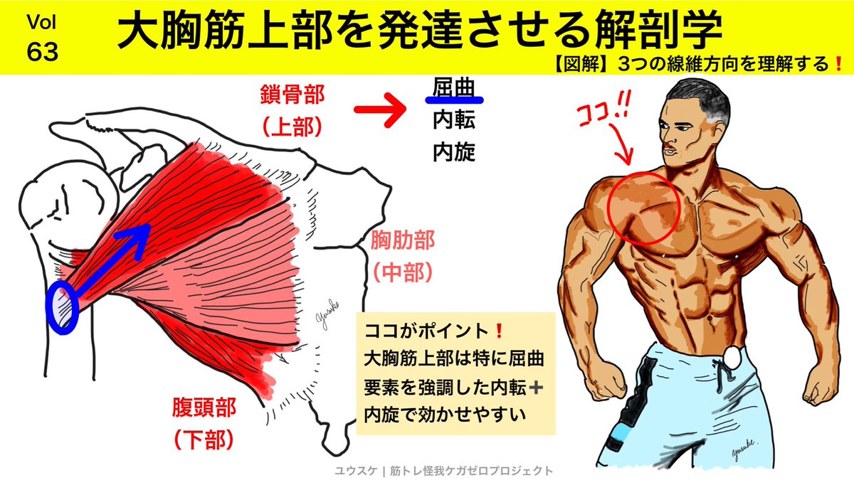 筋 筋 胸 トレ 上部