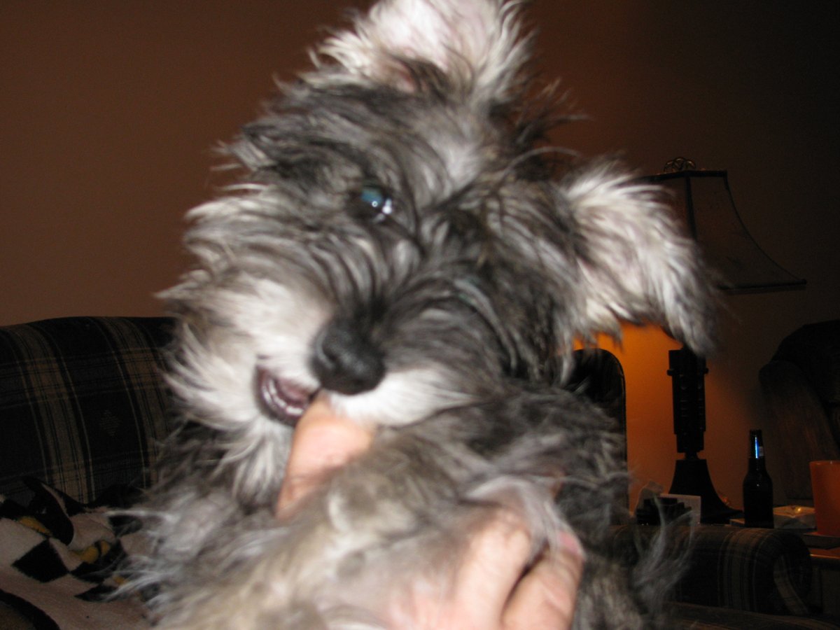 Luv_2_bowl's tweet photo. This was Thunder when she was a baby. #RIPThunder ๐พ๐๐ https://t.co/qt2t98Kztt