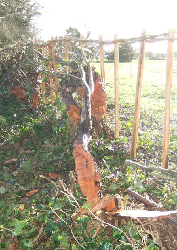 LincsWoldsNL's tweet photo. A week of afternoon site visits checking our #AONB hedge planting &amp; restoration projects - bit cold on the top of the #LincolnshireWolds ....but always worthwhile to see the work and effort - real results in 3-6 years!! Bet that took more than an #outstandinghour or two!! https://t.co/X8ODJRNwtQ
