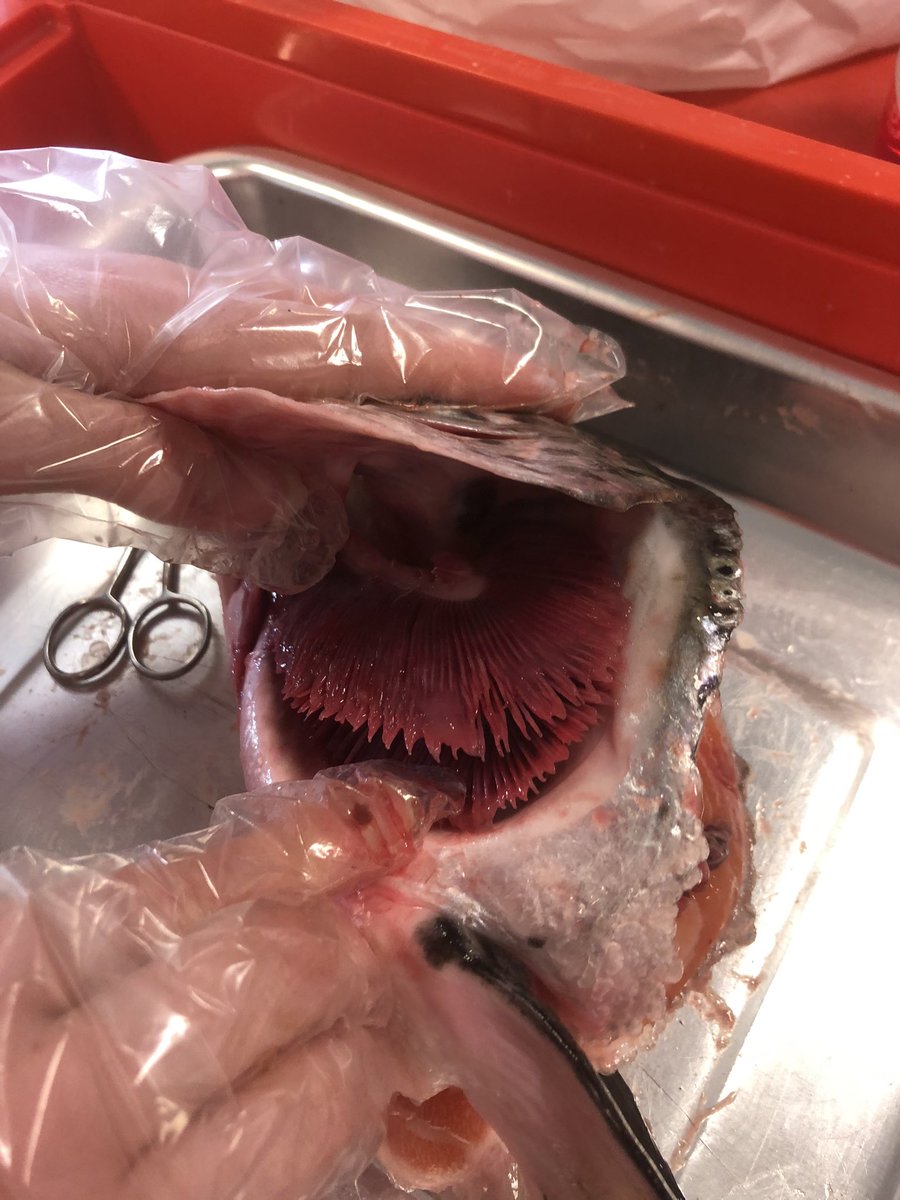MFGScience's tweet photo. We do love a dissection here in science, today we had beautiful mackerel and salmon heads from @yorksseafoods to investigate gills with our yr 12s, and there was time to look at fish eyes and hearts as well. 🐟 https://t.co/FFUFMAPULi