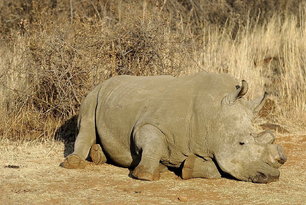 CCG_Trust's tweet photo. Sad news emerging from Botswana as it's announced 46 rhinos have been slaughtered there in the last 10 months. That's just under 10% of their total rhino population

"The increase in poaching of both the black and white rhino is of concern and unusual".

https://t.co/MY4nKUEn7m https://t.co/BGKV8qXrE6