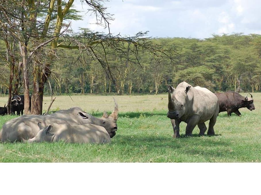 DrcViva's tweet photo. Bienvenue au paradis RDCONGO 🇨🇩 et je vous invite à visiter le plus beau pays au monde . Voici le Parc national de Garamba, l'un de premier (1938) et majestueux parc d'Afrique. #viva_drc #tourismecongo #Garamba @AzzureNature @TourismeRDCongo @BunkuluYves #visiterdcongo https://t.co/t2kmZQcYd9