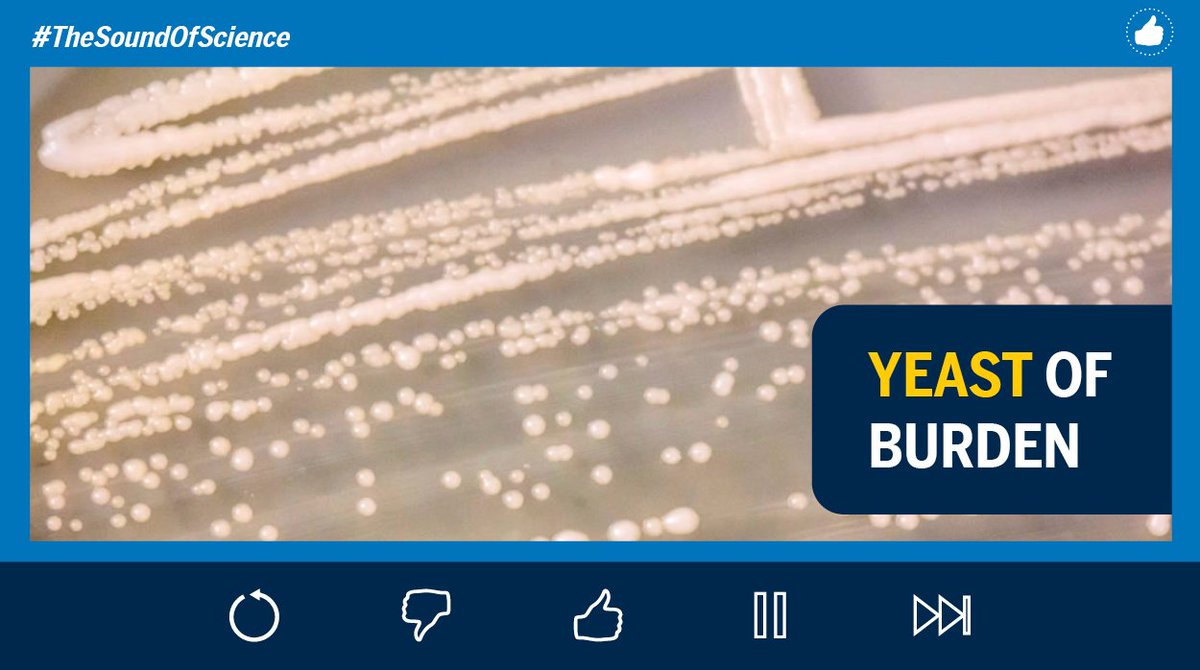 UMLifeSciences's tweet photo. 5/5: "YEAST of Burden"
#TheSoundOfScience https://t.co/Ywf1zutp5Y