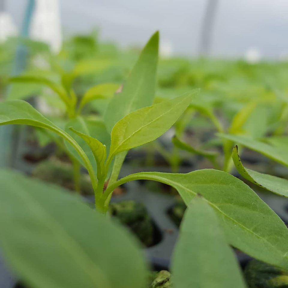 Spring greens up close #chilli #chilliseeds #seedling #chilliplant #growing #greenery