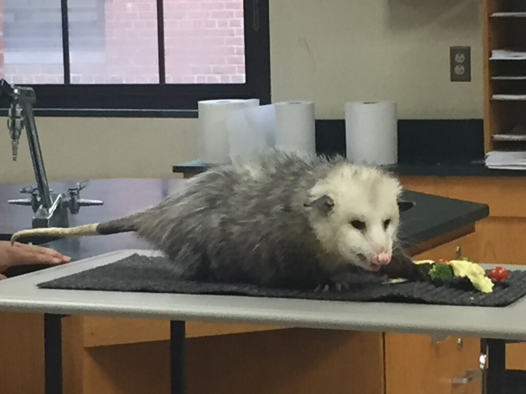 OSSININGscience's tweet photo. @Teatown_ brought Hudson Valley Wildlife program to OHS. #ecology @OHSPrincipal3 @OssiningSchools #opride @WWF @BronxZoo https://t.co/N4BTABeyDz