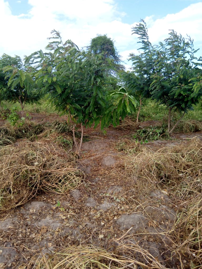 GNConservation's tweet photo. The land was degraded and we took the initiative if afforestation and reafforestation.
We are should conserve our Biodiversity for the well-being of our society.
We are grateful to @WWF_Kenya  for the support.
#KeepKenyaBreathing
#ClimateAction https://t.co/MFKUdY9Yvv
