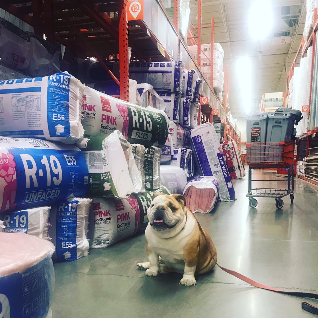 frecklebellydog's tweet photo. I’m @HomeDepot #englishbulldog #dogsinstores #petfriendly #bulldogs #homedepot https://t.co/hEDdNYizNN
