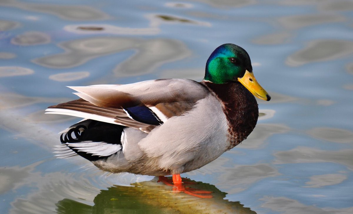 GritMoves's tweet photo. Ducks and all water fowl produce an oily secretion that allows their plumage to repel water. The Swiss ecorepel bio treatment used in our garments imitates this natural water and mud repellence in a way that is ecologically sound and free of fluorocarbons and PFC. #gritmoves https://t.co/OFSOrL3win
