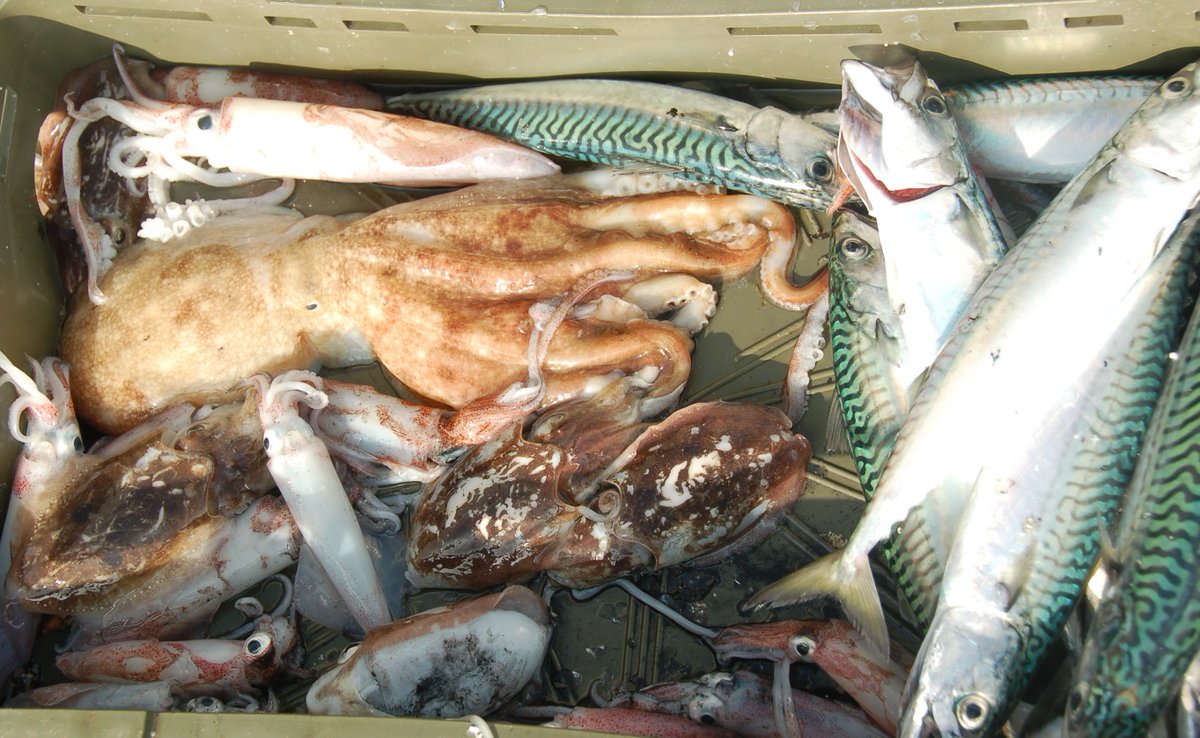 EU Maritime & Fish tweet media