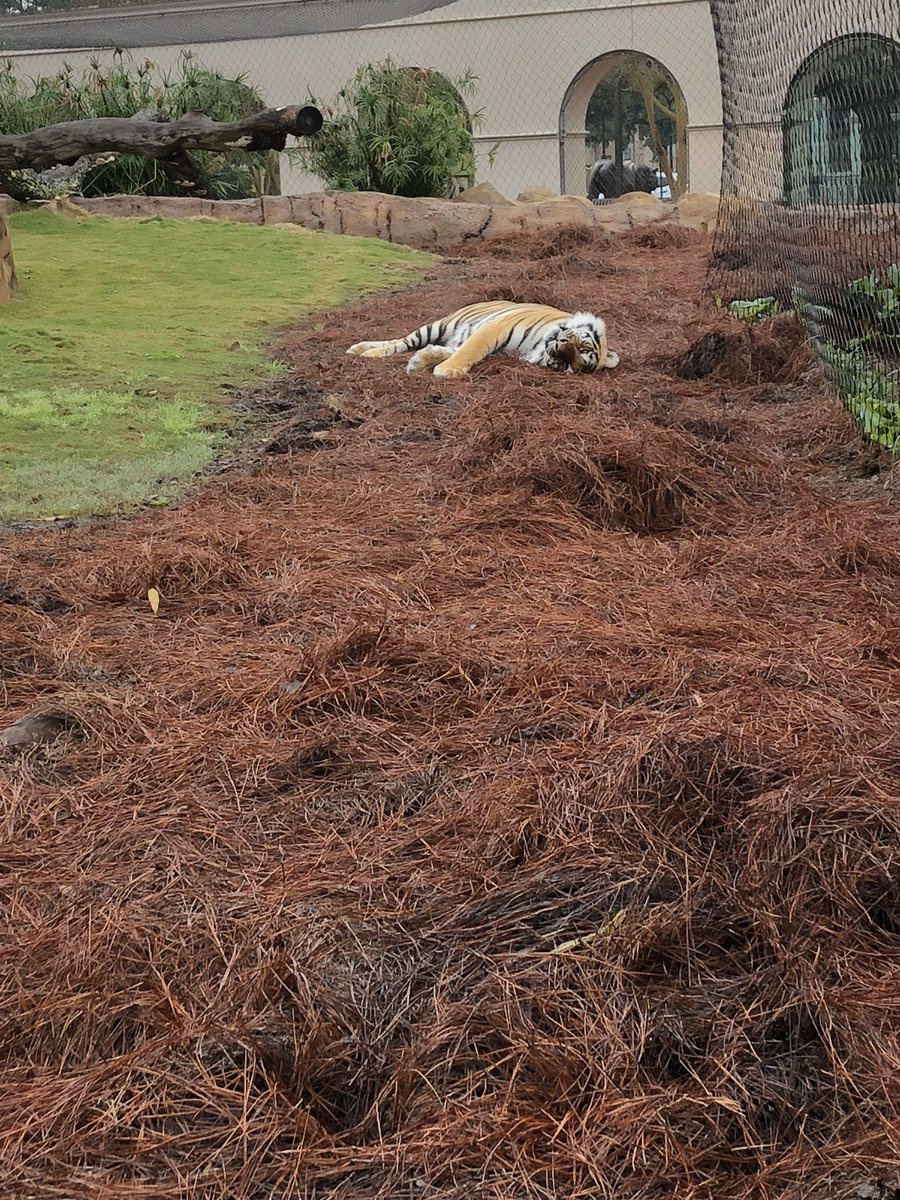 Mood: Louisiana the day after Mardi Gras.