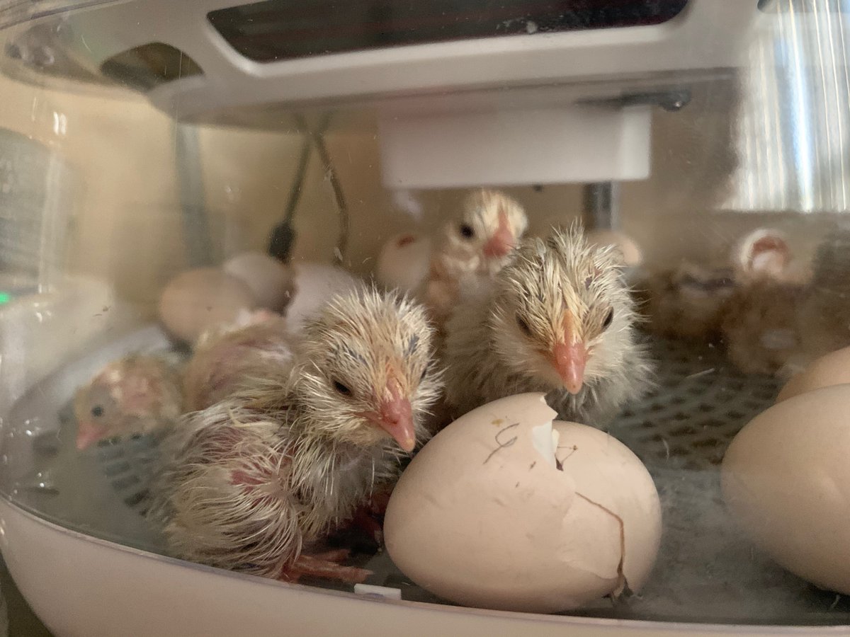 averyschickies's tweet photo. We have babies hatching and they already look done with life.
#chicks #babies #adorable #poultry #chickens #cute #WednesdayMotivation #AshWednesday 
#HarryStyles https://t.co/xvYIMpDpoV