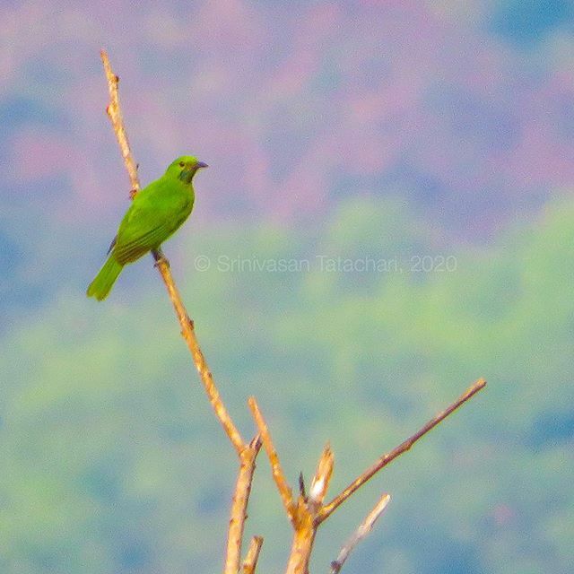 srinitata's tweet photo. Blend. Green.
#powershotsx540hs #goldenfrontedleafbird ?? #manipal #campuslife https://t.co/ScMLOvimyV https://t.co/ehejbhYlDY