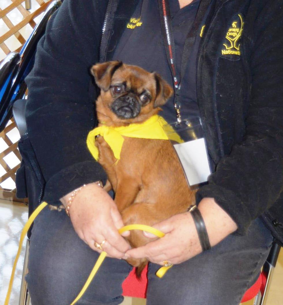 forder_phil's tweet image. Love this little fellow (as did many others) who visited HMP Parc from @TherapyDogsUK today - so incredibly cute.  Thanks for coming #prisondogs  #animaltherapy
