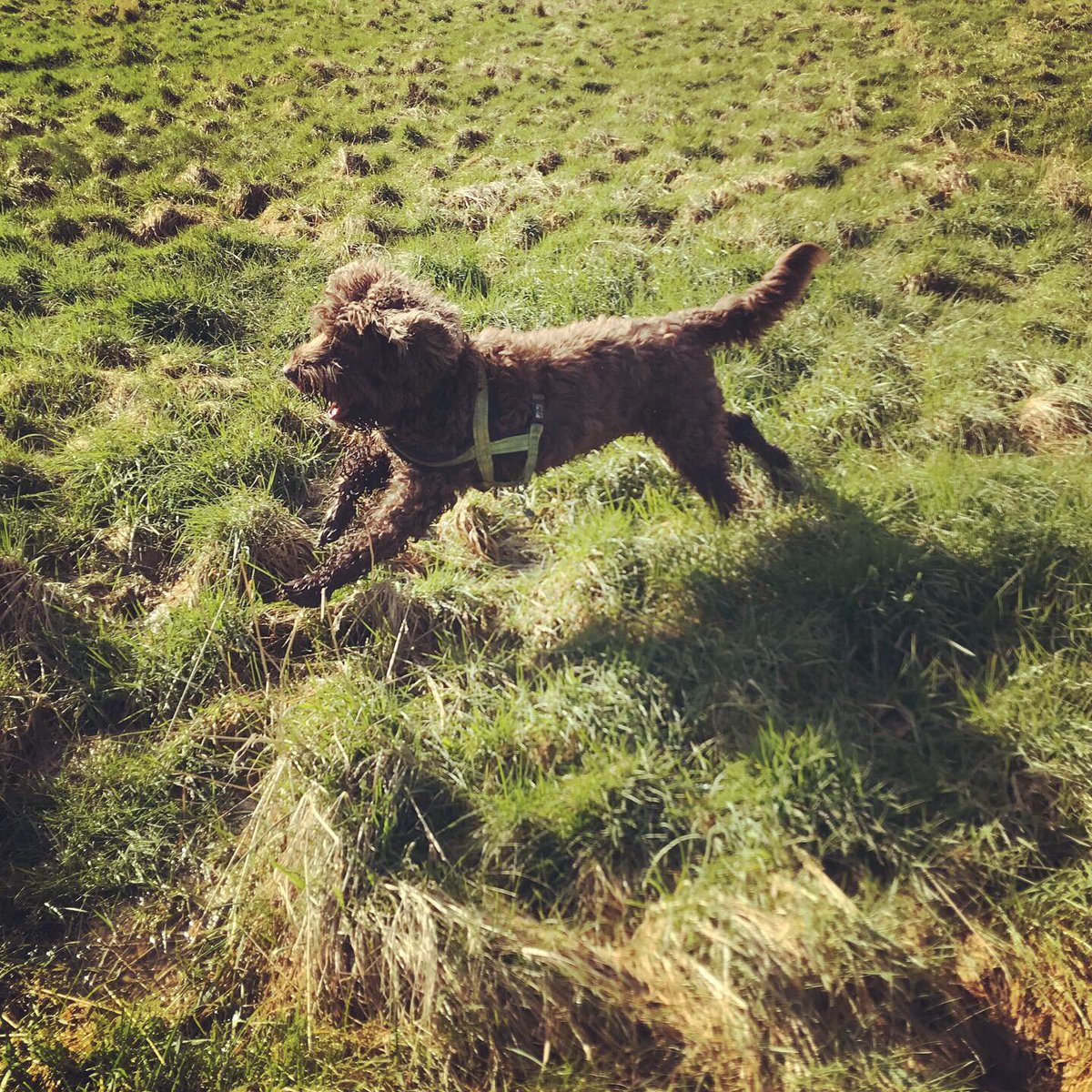 teamFMDW's tweet photo. ZOOM - MODE - ACTIVATED #funinthesun #walkies #knaresborough #dogwalker https://t.co/IVmbCOGKVV