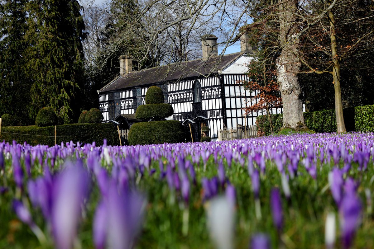 Despite the recent snow and floods, spring is definitely on it's way! Beautiful crocus flowers on the lawn at <a href="/PlasNewyddLlan/">Plas Newydd Llangollen</a> #llangollen #weather #photography #northwales @stormhour