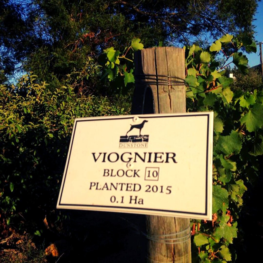 Have you tried our #Viognier '18 wine? 

Fermented and aged in one 300L French oak barrel, with only 270 bottles produced. It's a well-balanced wine with peach and apricot flavours with a hint of oak. It's delicious, you've got to come and try it! 
#dunstone #platterwine