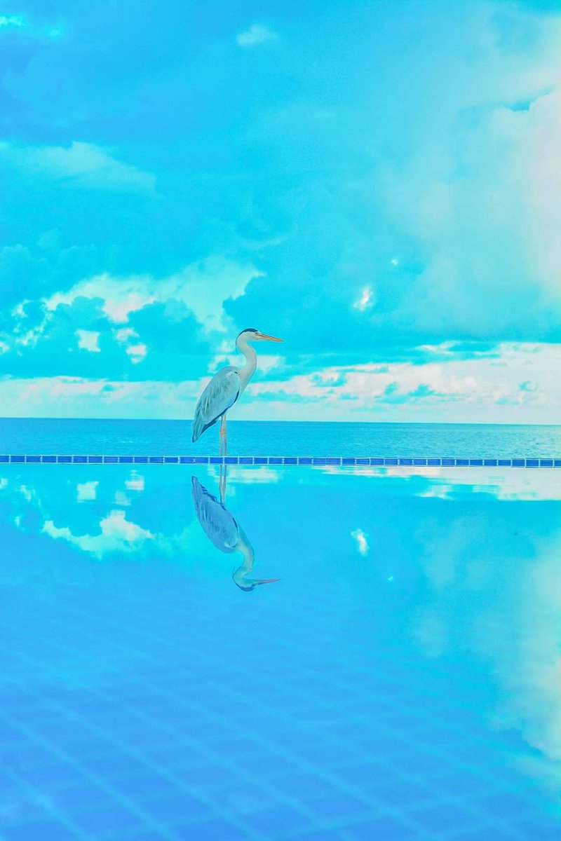 nextstopmv's tweet photo. If you can't live longer, live deeper!
@AmayaKudaRah
.
.
.
#amayakudarah #alifdhaal #maldives #nextstopmaldives https://t.co/HPWvxk6A9e