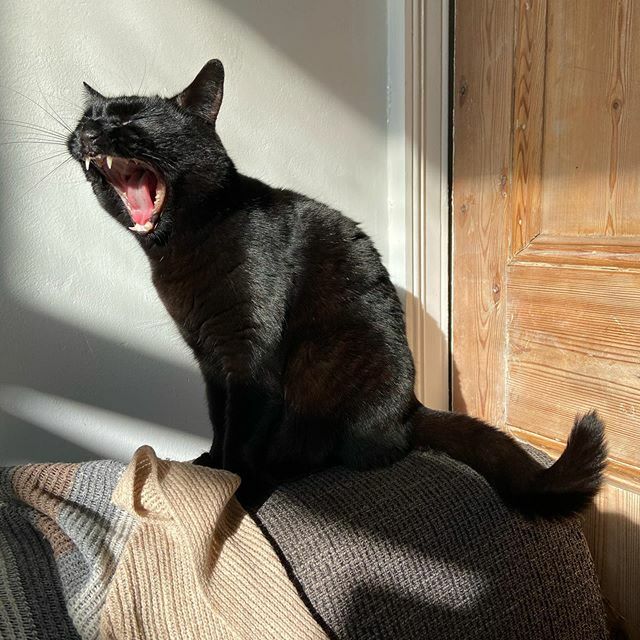 Sadie and I are always in sync. 
#catsofinstagram #yawn #yawningcat ift.tt/385wqQx
