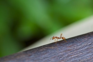 New blog posted: Warm Winter Woes - Insect Infestations. Read more at: 
aerex.com/blog/warm-wint…