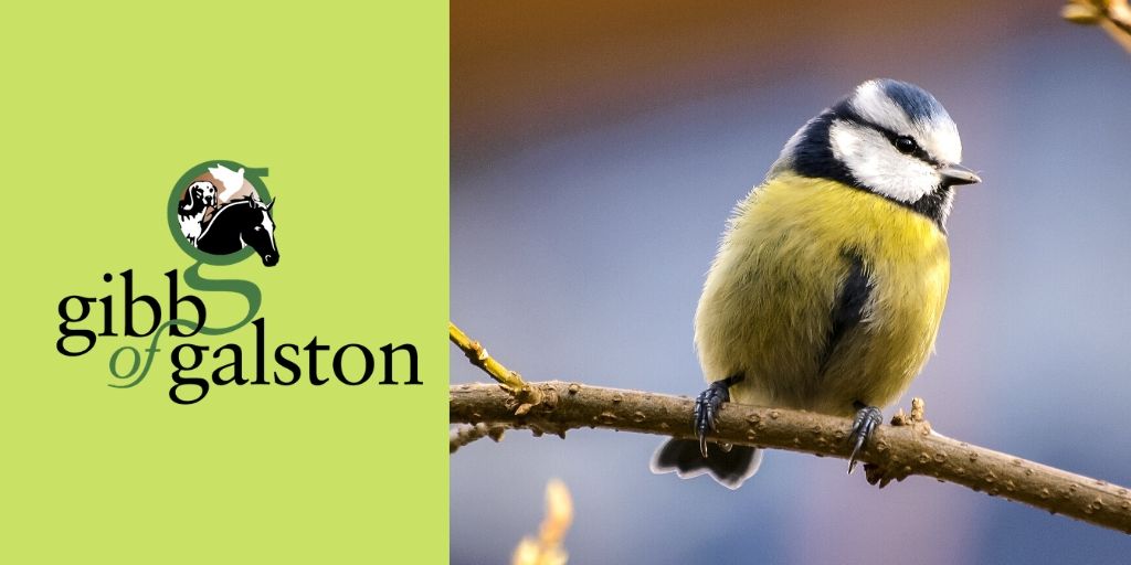 There's an extra day for you to take advantage of our Feb Offer on our All Seasons Wild Bird Mix feeds.gibbofgalston.co.uk/product/all-se… #LeapYear #wildlife #rspb #birds #Ayrshire