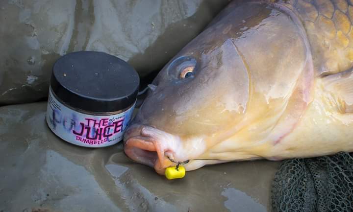 BaitTech's tweet photo. John Bassili banked a pristine looking common from a new water recently. A yellow Juice Dumbell Wafter fished over a few 10mm Triple-N boilies being his successful tactics!
#TeamBaitTech #BaitTechCarp #TripleN #TheJuice https://t.co/IYnd8aRhre